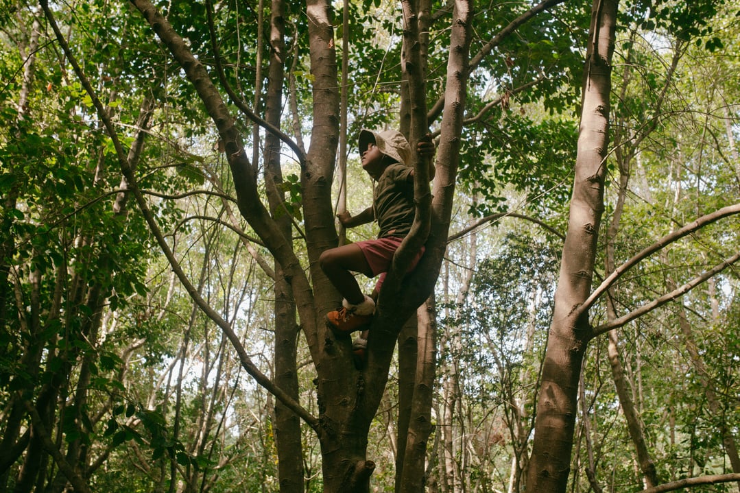 Kid Climbing Trees in the Forest